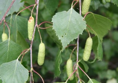 Berk – Betula pendula