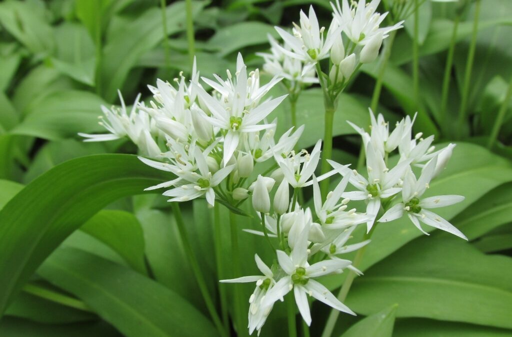 Daslook – Allium ursinum