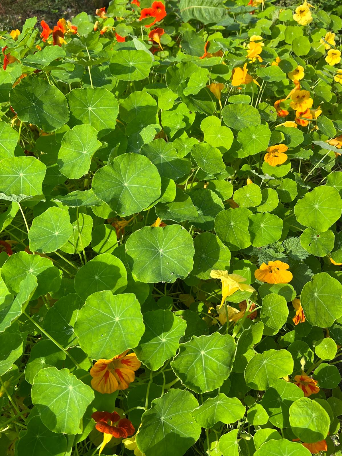 2068512a-2fcb-466e-9525-f45f4c6c27fc 2