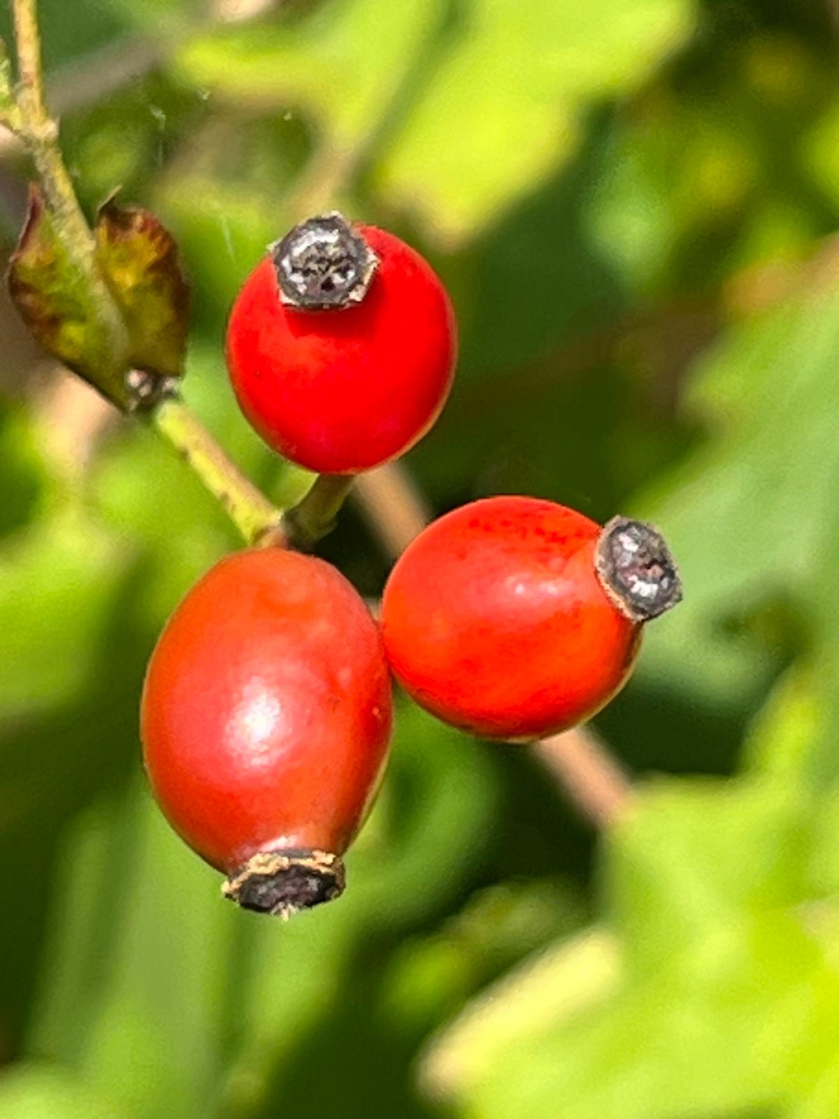 2c48a992-a185-445b-9898-e8beeb7cb2cf 2